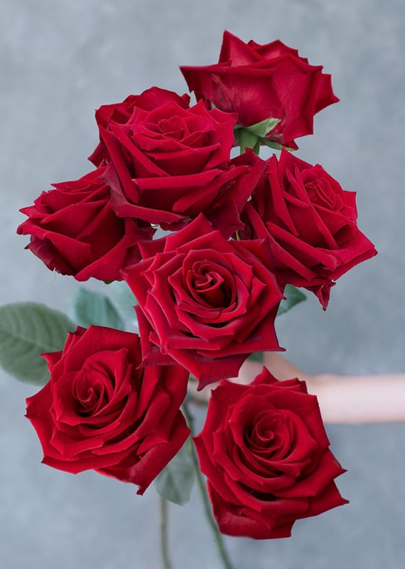 Роза красная Эксплорер 60-70 см