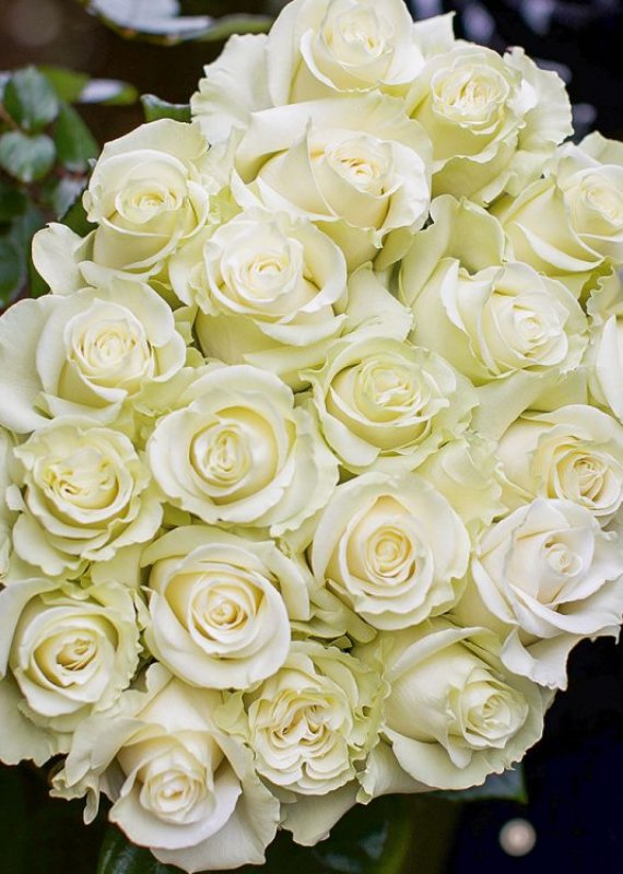 Роза белая Мондиаль 60-70см