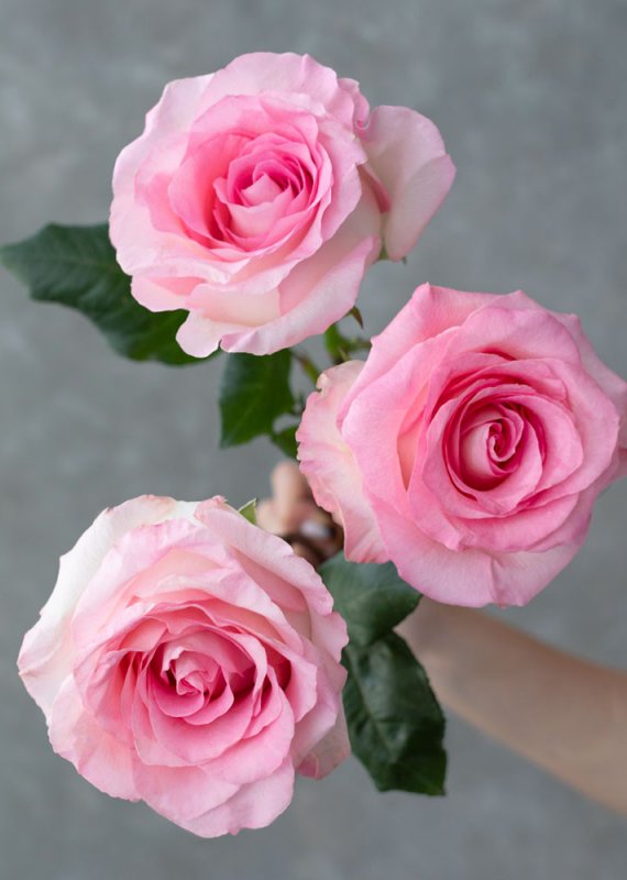 Роза нежно розовая Мандала 60см