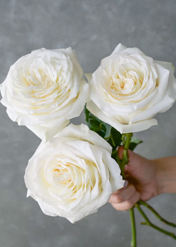 Роза кремовая Кендилайт 60-70см