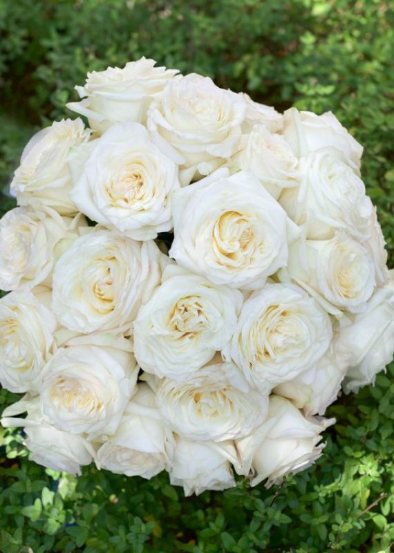 Роза кремовая Кендилайт 60-70см