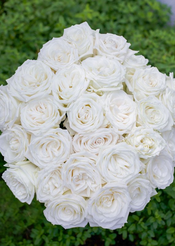 Роза белая Плая Бланка 60-70см