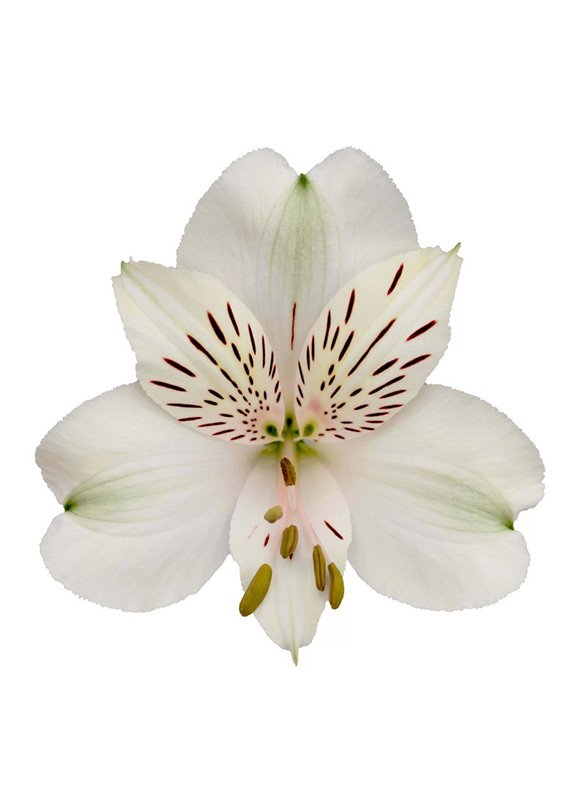 Альстромерия белая, 70см