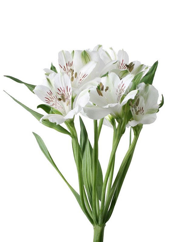 Альстромерия белая