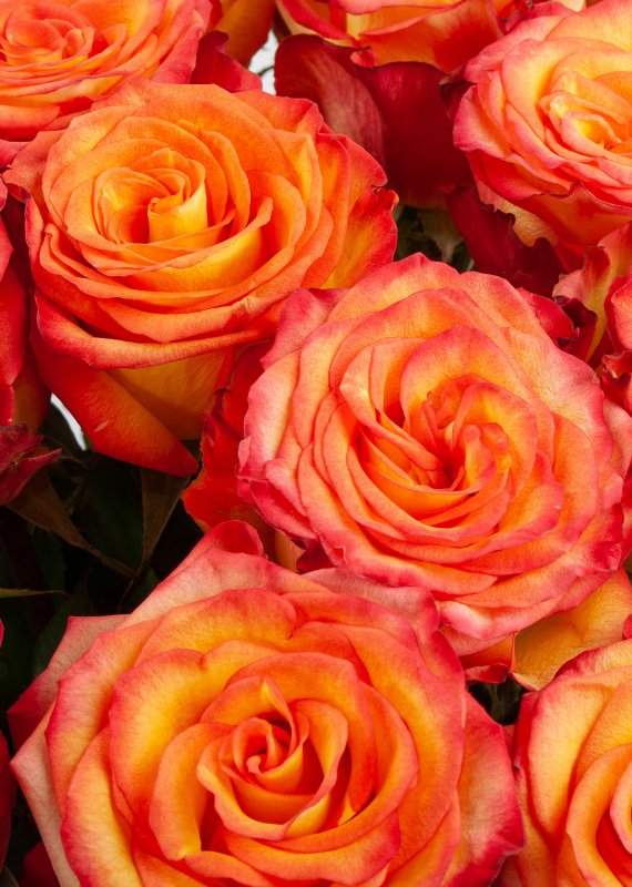 Роза ярко желто-оранжевая Атомик 60-70см