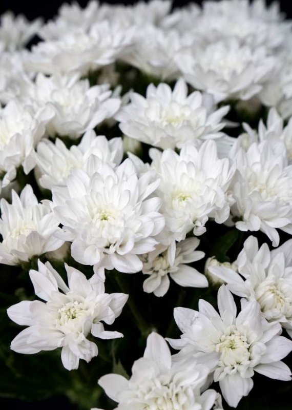 Хриз кустовая белая сорт Балтика