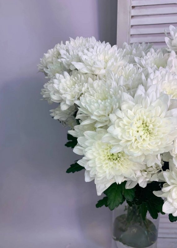 Хриз кустовая белая сорт Балтика