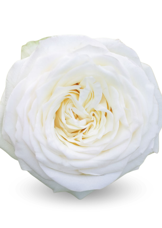 Роза кремовая Кендилайт 60-70см