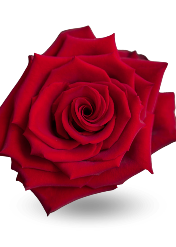 Роза красная Эксплорер 60-70 см