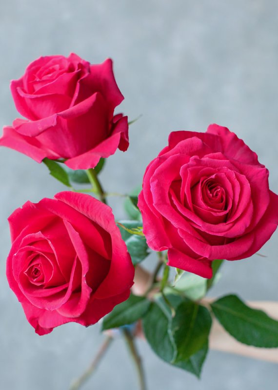 Роза малиновая Пинк Флойд 60-70см