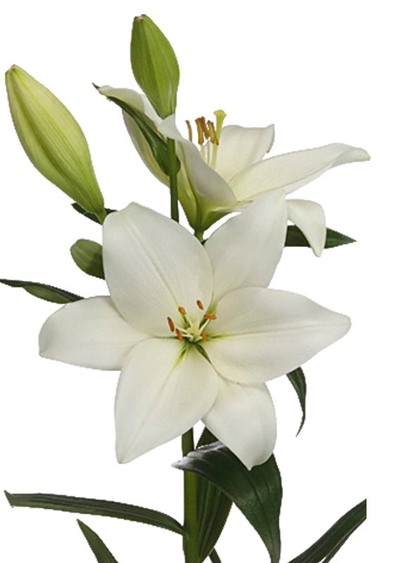 Лилия белая, сорт Универсал