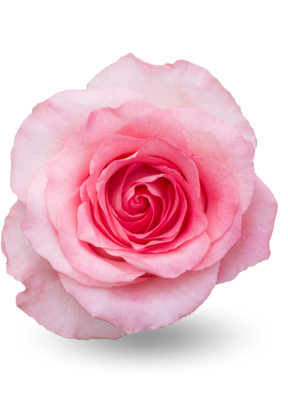 Роза нежно розовая Мандала 60см