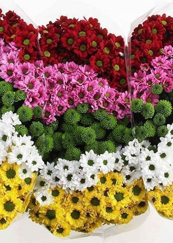 Хризантема кустовые микс