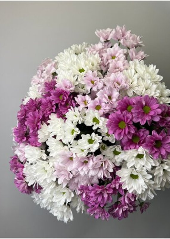 Хризантема кустовые микс