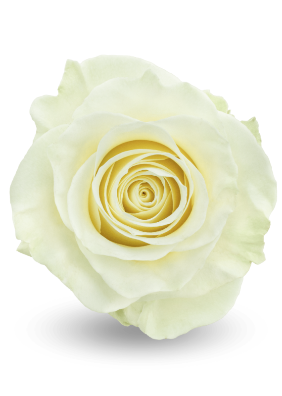 Роза белая Мондиаль 60-70см