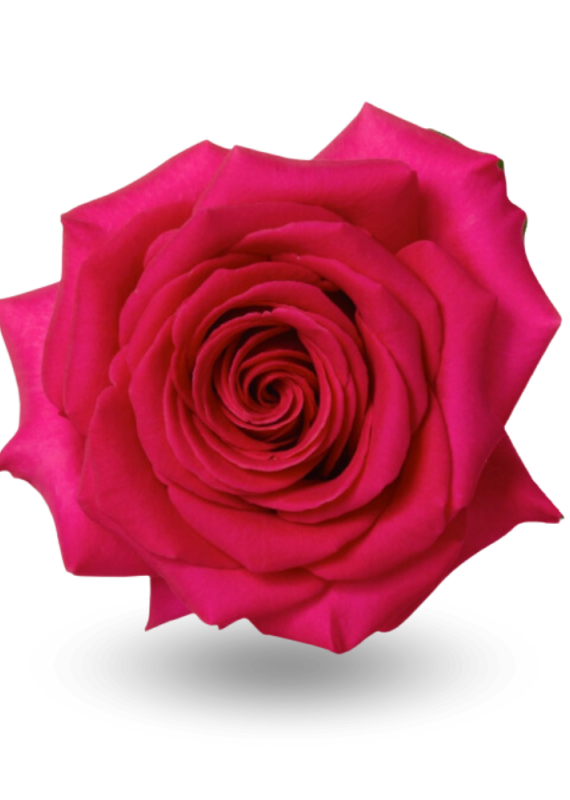 Роза малиновая Пинк Флойд 60-70см