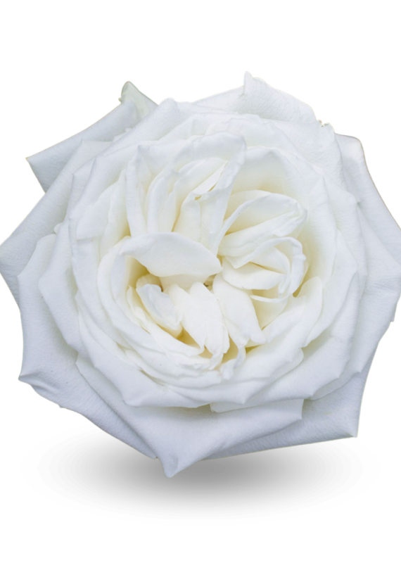 Роза белая Плая Бланка 60-70см