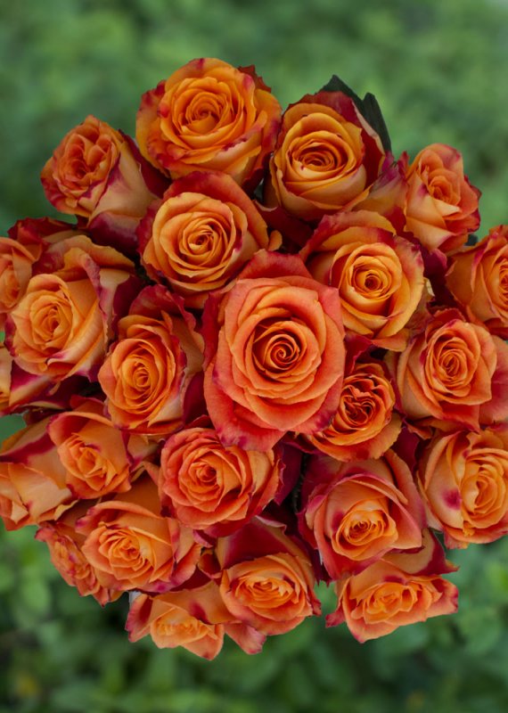 Роза ярко желто-оранжевая Атомик 60-70см