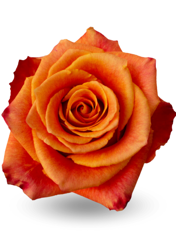 Роза ярко желто-оранжевая Атомик 60-70см