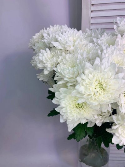 Хриз кустовая белая сорт Балтика