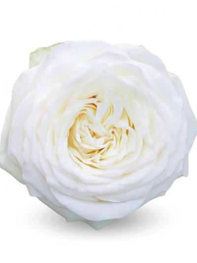 Роза кремовая Кендилайт 60-70см