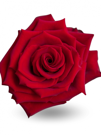 Роза красная Эксплорер 60-70 см