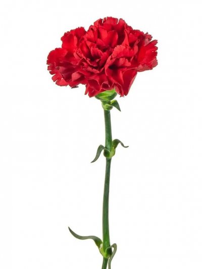 Гвоздика красная, 60см