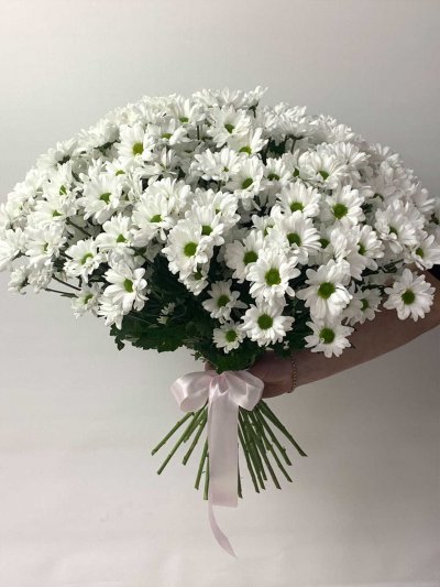 Хризантема кустовая Бакарди