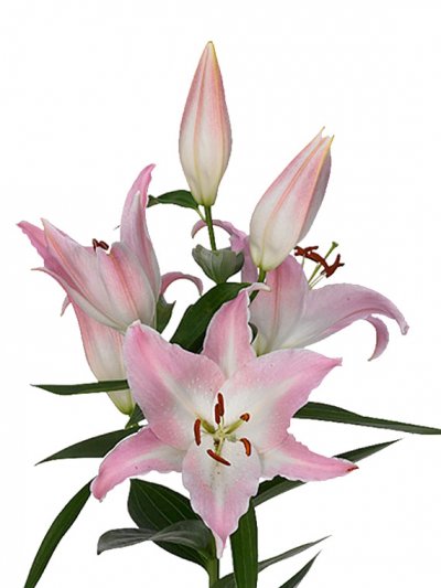 Лилия розовая, сорт Великий Альберт