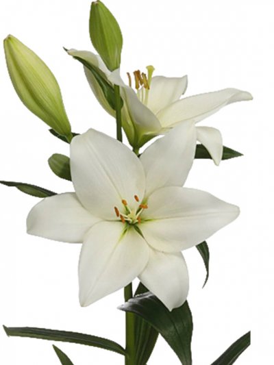 Лилия белая, сорт Универсал