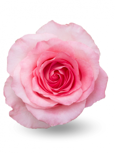 Роза нежно розовая Мандала 60см