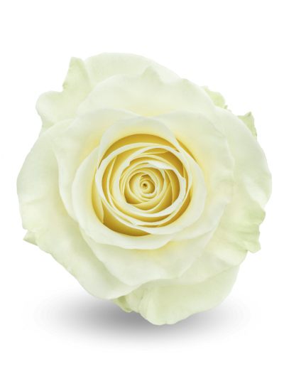 Роза белая Мондиаль 60-70см